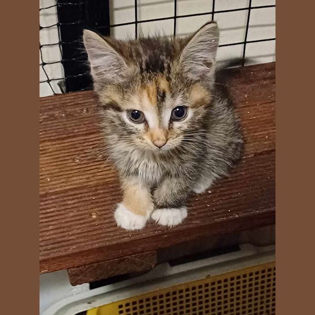 Photo of Rivka **2nd Chance Cat Rescue**