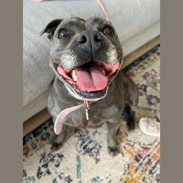 Photo of Gypsy Falko