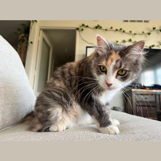 Photo of Peony Babbington