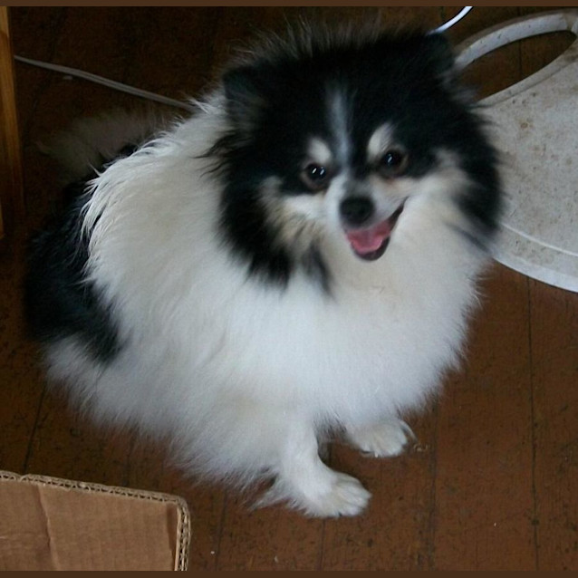 Photo of Lola   13 Year Old Pomeranian (Trial)