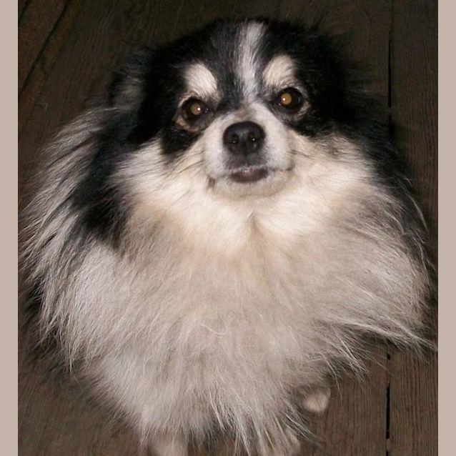Photo of Lola   13 Year Old Pomeranian (Trial)