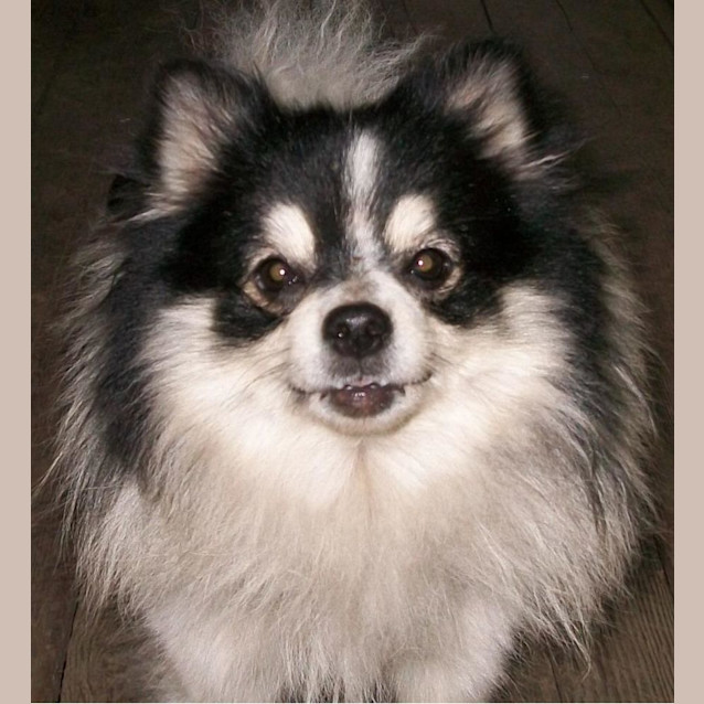 Photo of Lola   13 Year Old Pomeranian (Trial)