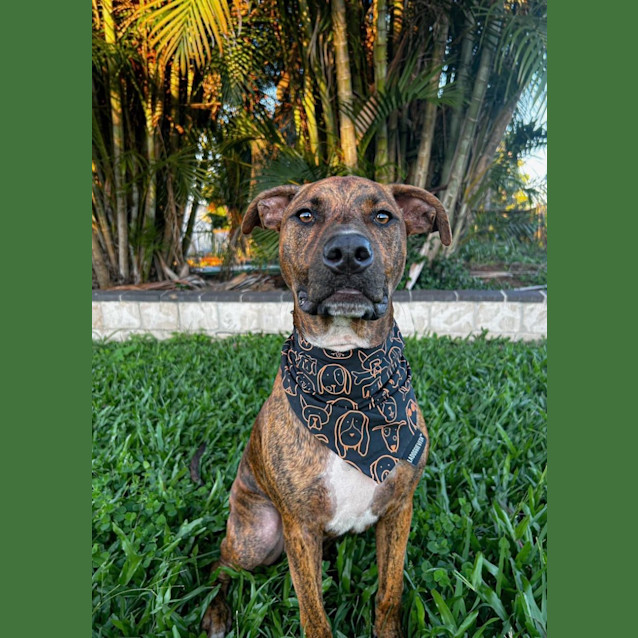 Photo of Porter *$150 Adoption Fee*