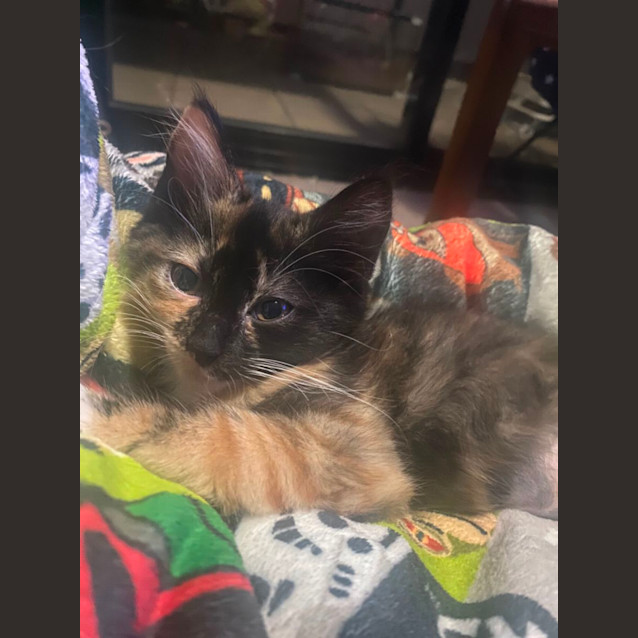 Photo of Bard **2nd Chance Cat Rescue**