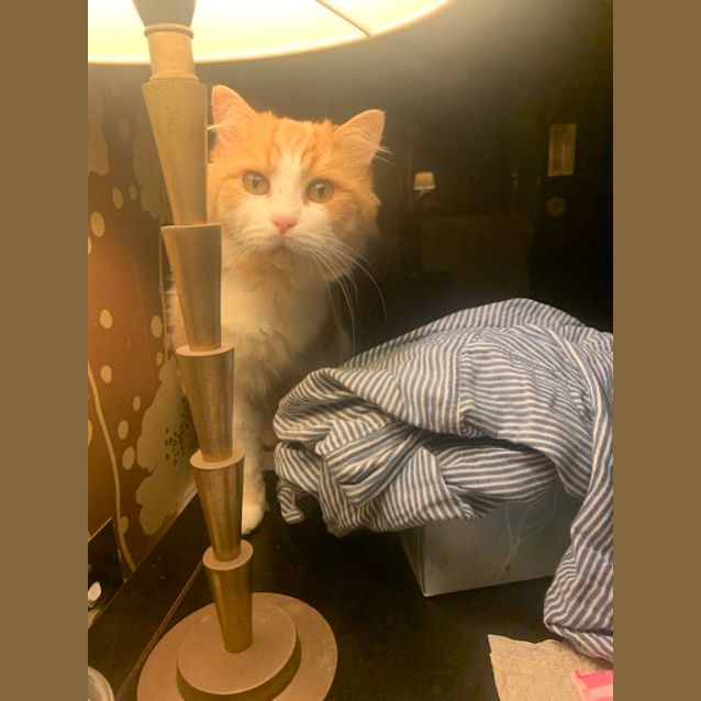 Photo of Aslan