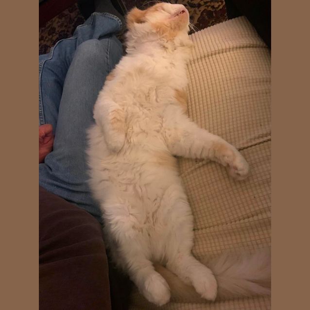 Photo of Aslan