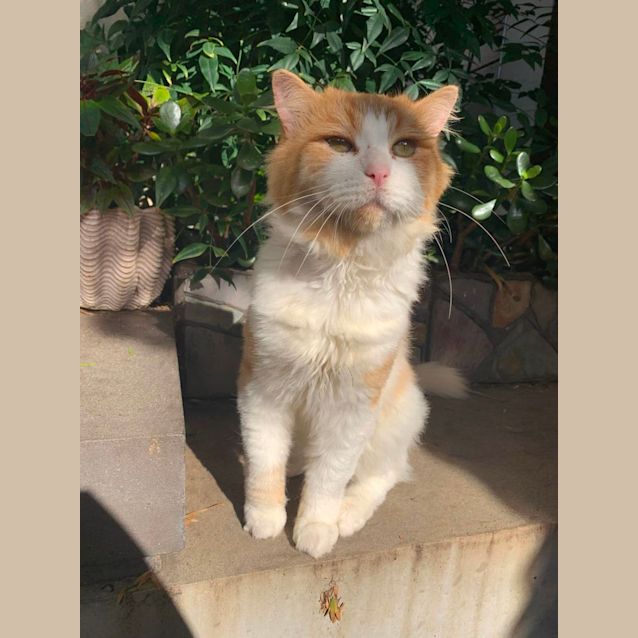 Photo of Aslan