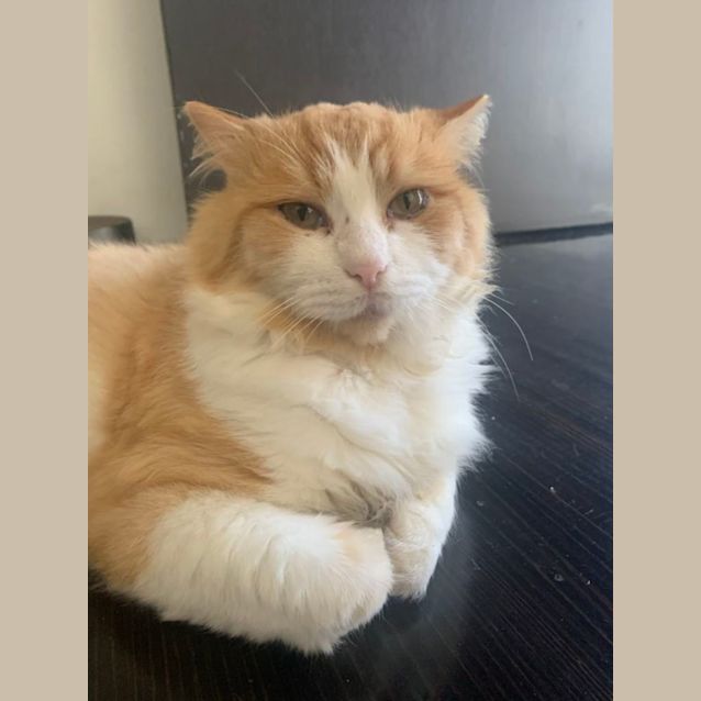 Photo of Aslan