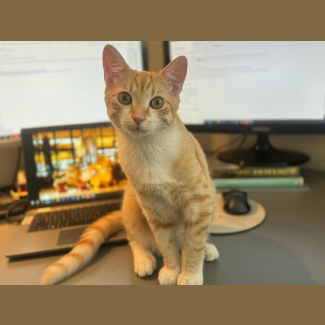 Photo of Mango