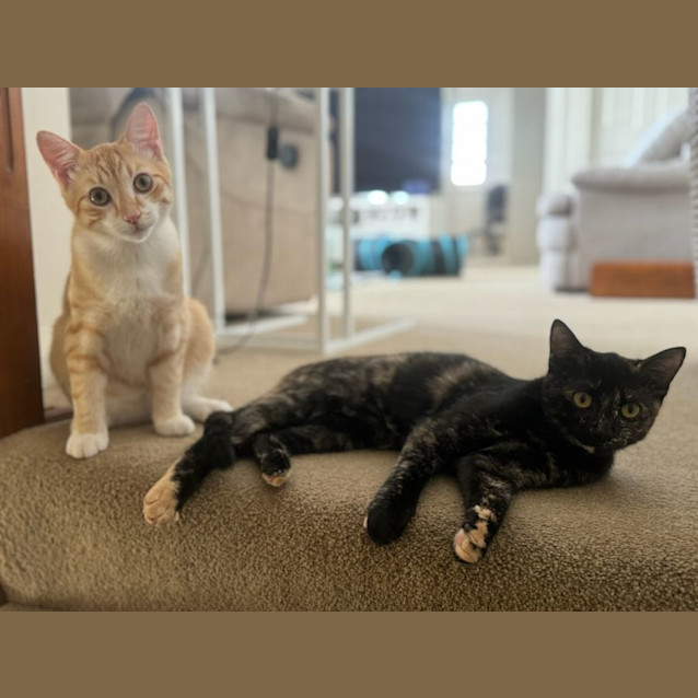 Photo of Olive