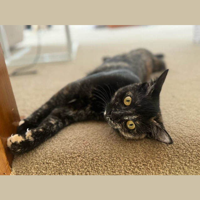 Photo of Olive