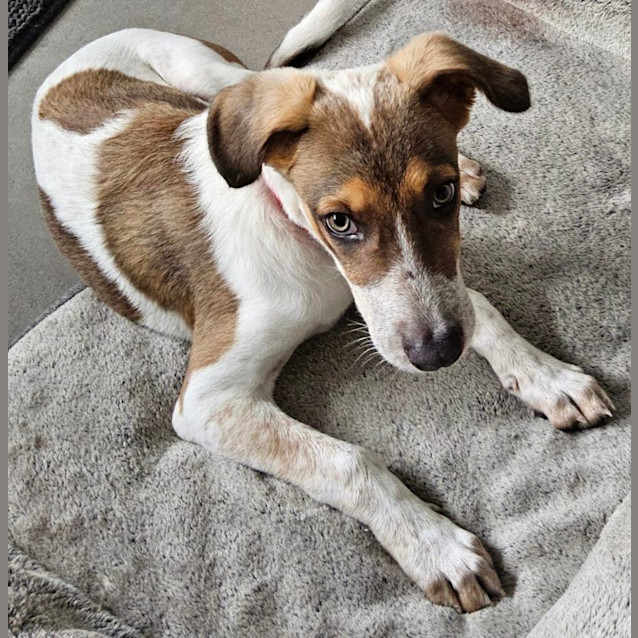 Photo of Bandit