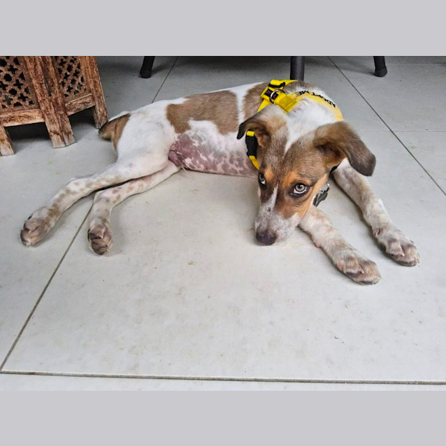 Photo of Bandit
