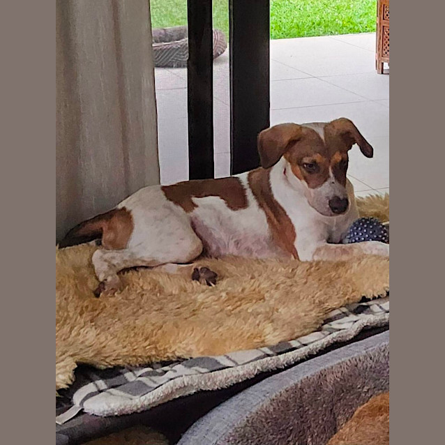 Photo of Bandit