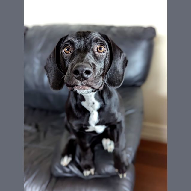 Photo of Tweed 