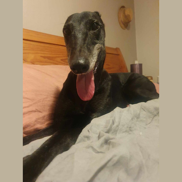 Photo of Millie Greyhound 