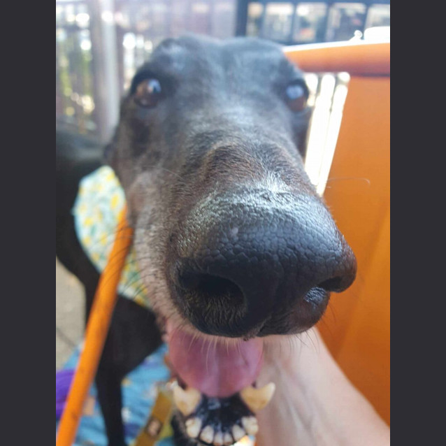 Photo of Millie Greyhound 