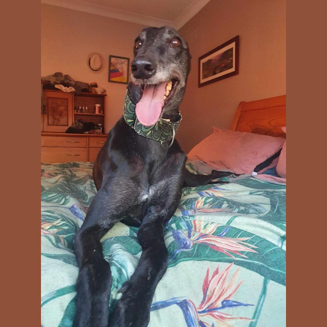 Photo of Millie Greyhound 