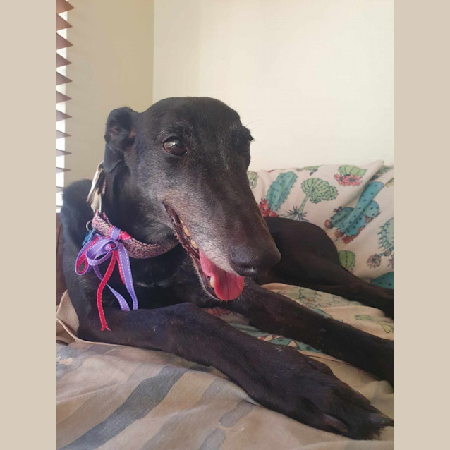 Photo of Millie Greyhound 