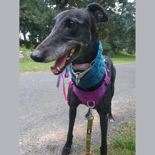 Photo of Millie Greyhound 