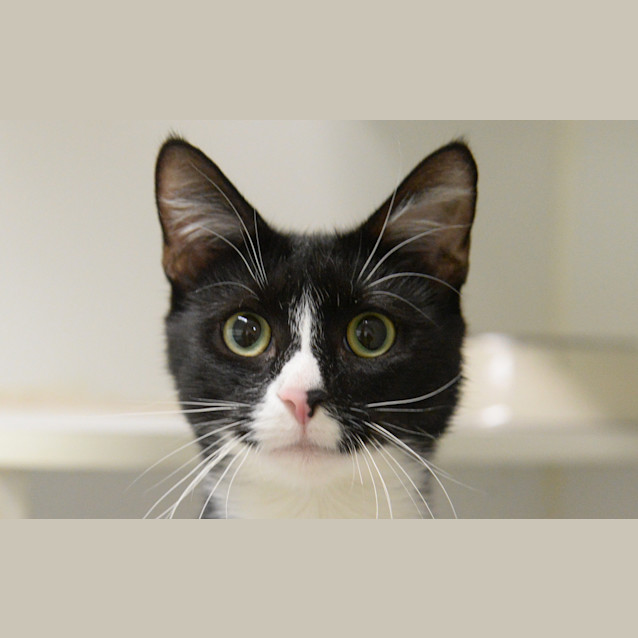 Photo of Belladonna