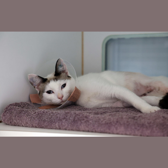 Photo of Sybil