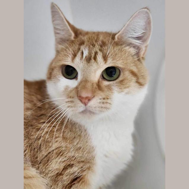 Photo of 🪀 Keeva 5071 🪀