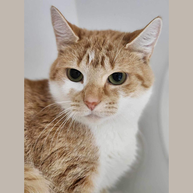 Photo of 🪀 Keeva 5071 🪀