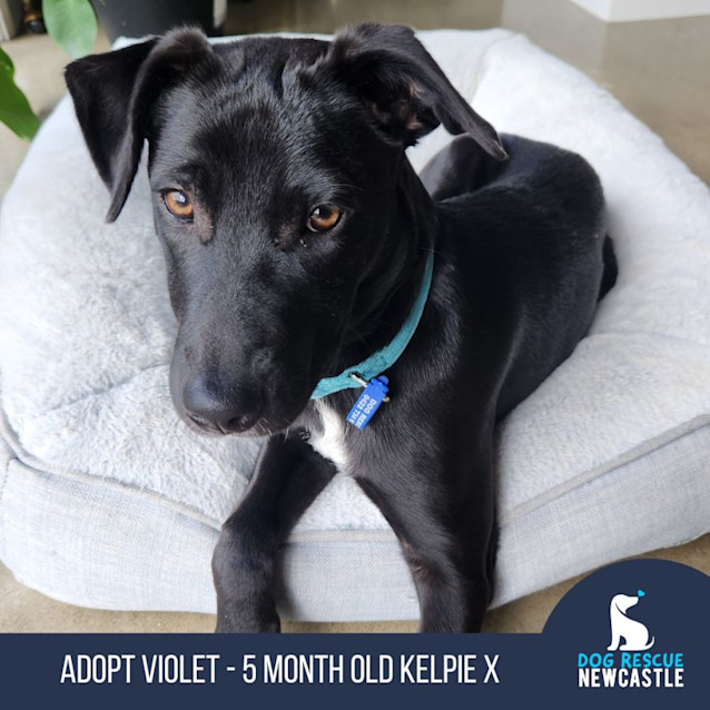 Photo of Violet   5 Month Old Kelpie X