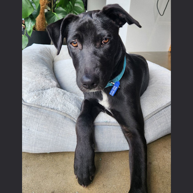 Photo of Violet   5 Month Old Kelpie X