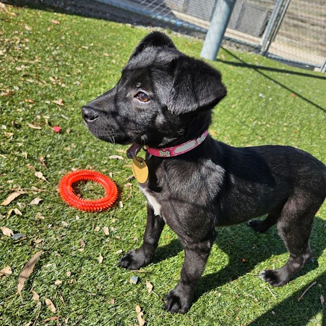 Photo of Ranger