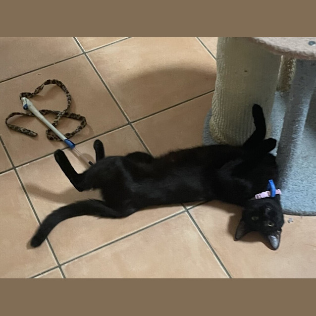 Photo of Lulu