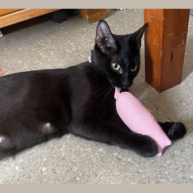 Photo of Lulu