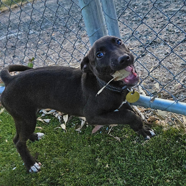 Photo of Lady Rover