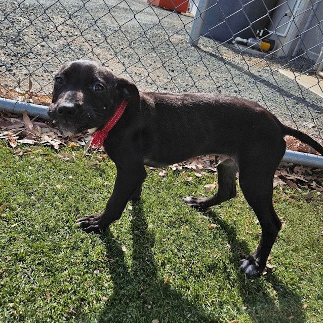 Photo of Vader