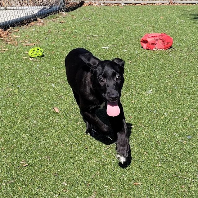 Photo of Opal