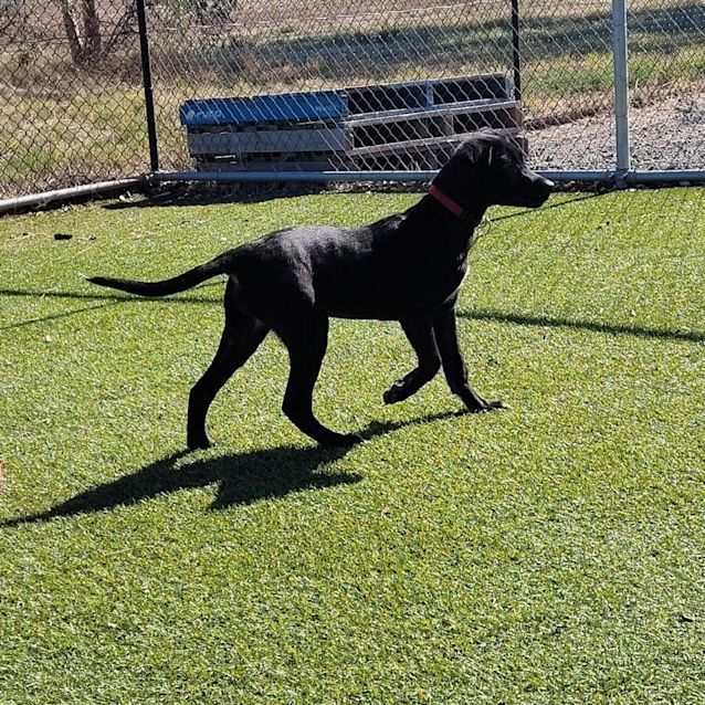 Photo of Opal