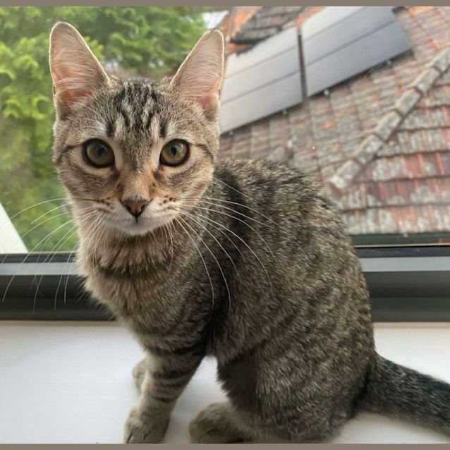 Photo of 🩷 Bindi 🩷