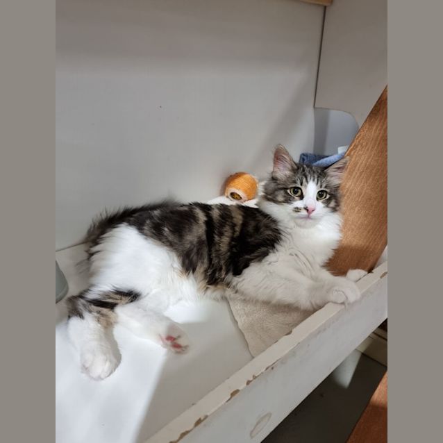 Photo of Leo