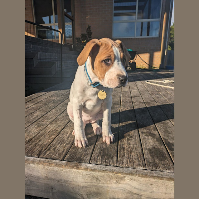 Photo of Babybel