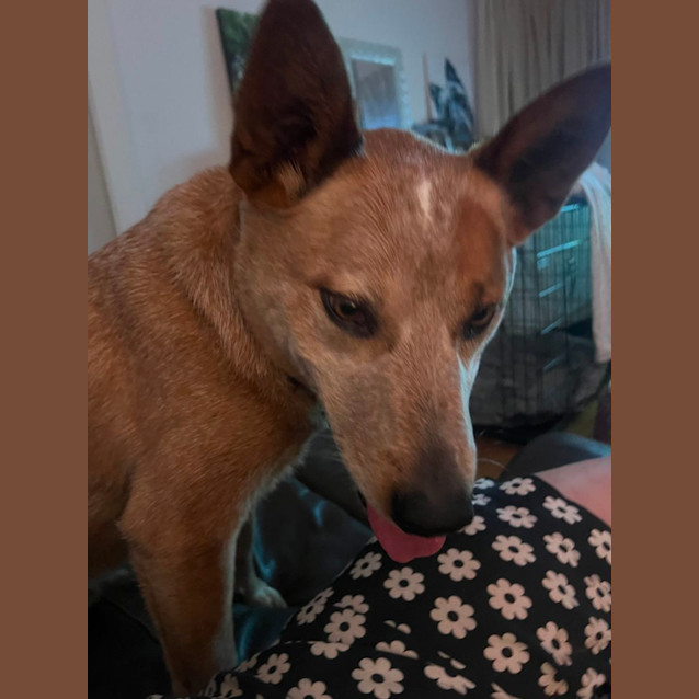 Photo of Ripley