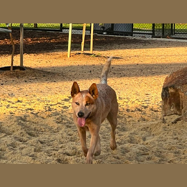 Photo of Ripley