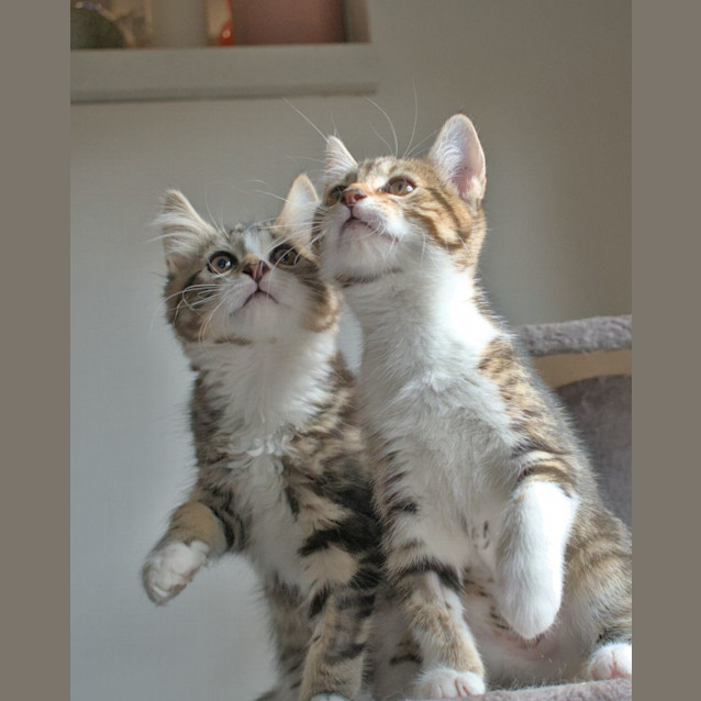 Photo of Smiley And Pipsqueak 