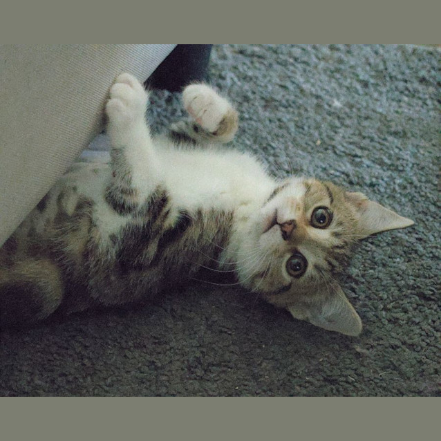 Photo of Smiley And Pipsqueak 