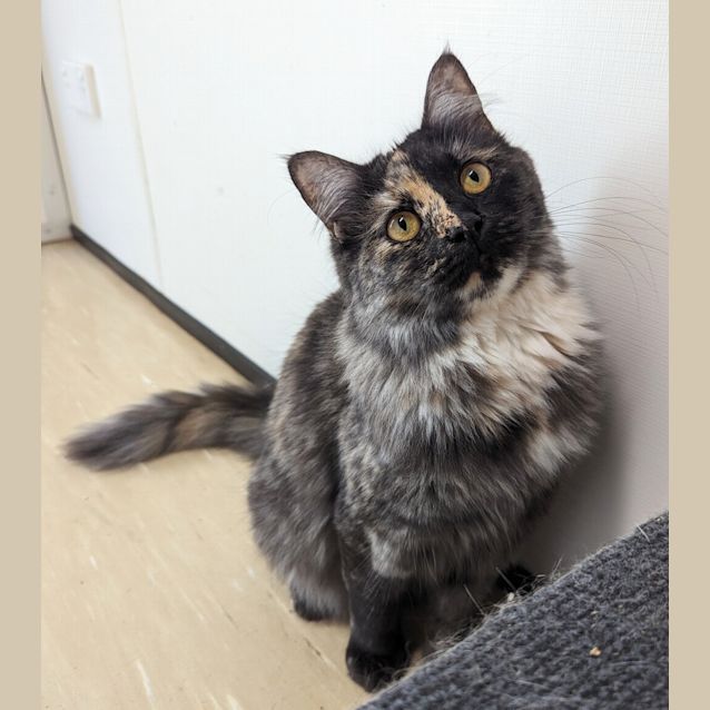 Photo of Pepper