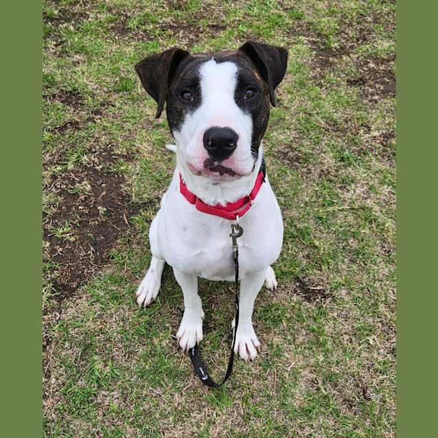 Photo of Chester (62940)