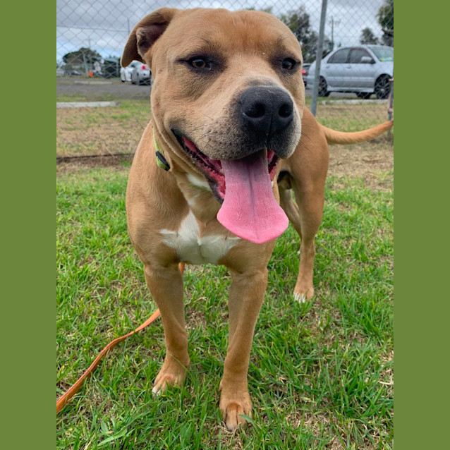 Photo of Tank (59443)