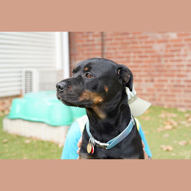 Photo of King