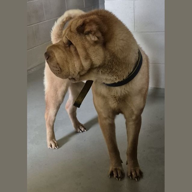 Photo of Brocky