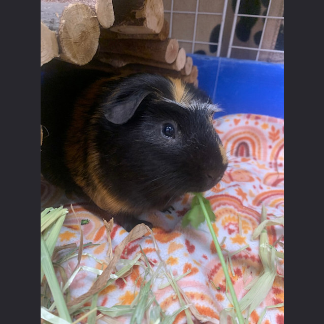 Photo of Gabe (Gabriel)